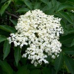 Photos Sambucus nigra Aurea