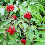 Photos Sambucus racemosa
