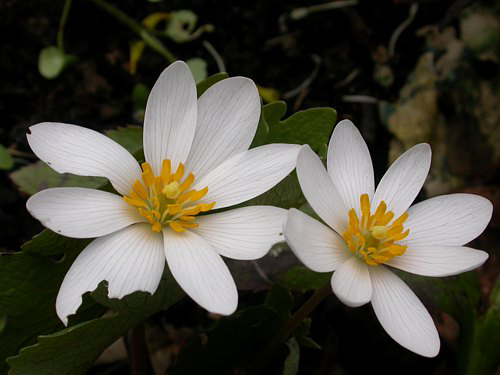 Fotos Sanguinaria canadensis - 