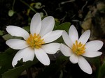 Sanguinaria canadensis - Kanada-Blutwurzel