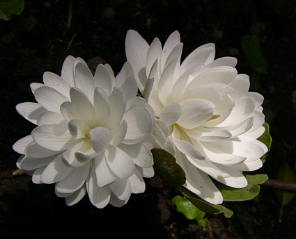 Photos Sanguinaria canadensis - Bloodroot