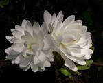 Sanguinaria canadensis - Gef�lltbl�hende Garten-Blutwurzel Multiplex