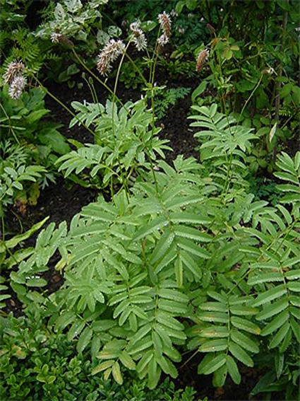 Photos Sanguisorba tenuifolia - Canadian burnet