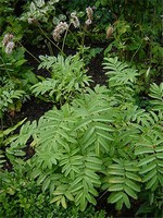 Sanguisorba tenuifolia - Hoher Wei�er Wiesenknopf Alba