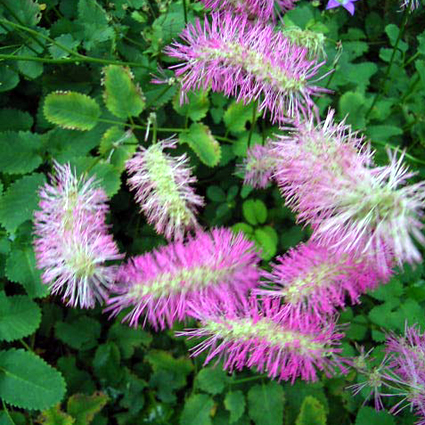 Photos Sanguisorba obtusa - Canadian burnet