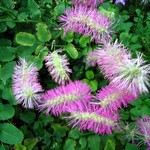 Photos Sanguisorba obtusa