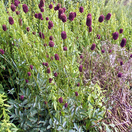 Photos Sanguisorba officinalis - Canadian burnet