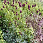 Photos Sanguisorba officinalis