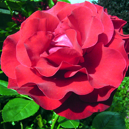 Photos Rosa - Rose
