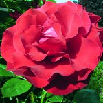 Photos Rosa