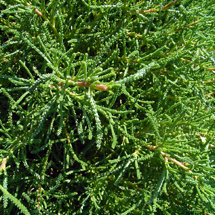 Photos Santolina rosmarinifolius - 