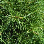 Santolina rosmarinifolius - Gr�nes Heiligenkraut