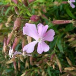 Photos Saponaria � lempergii