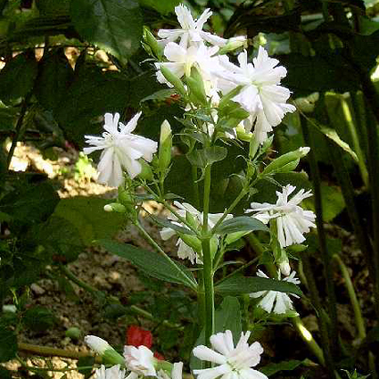 Photos Saponaria officinalis - Soapwort