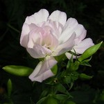 Photos Saponaria officinalis