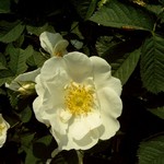 Photos Rosa