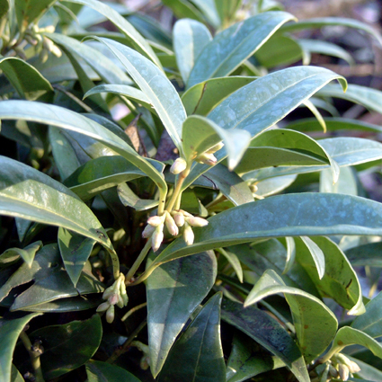 Sarcococca humilis