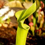 Photos Sarracenia flava