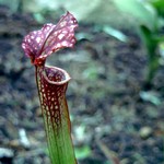Sarracenia leucophylla - Schlauchpflanze