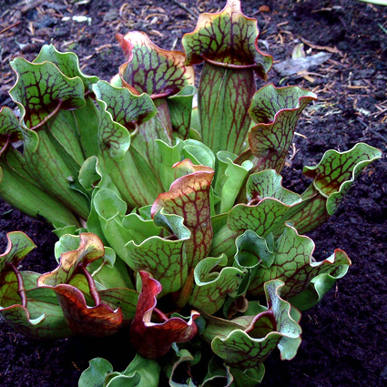 Fotos Sarracenia purpurea - 