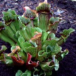 Photos Sarracenia purpurea