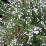 Satureja subspicata - Zwerg-Bergminze