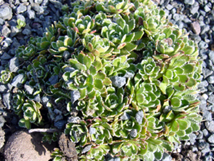 Photos Saxifraga kolenatiana - 