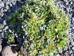 Photos Saxifraga kolenatiana