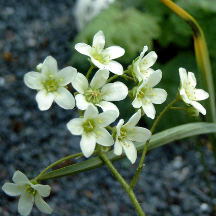 Photos Saxifraga paniculata - 
