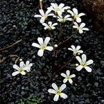 Photos Saxifraga cochlearis