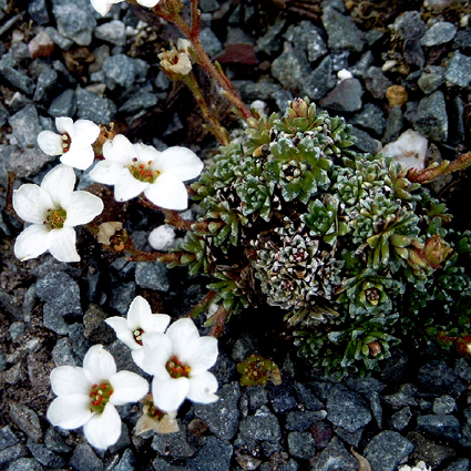 Photos Saxifraga aff. Duthiei - 
