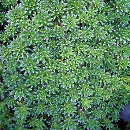 Photos Saxifraga � apiculata - 