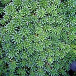 Photos Saxifraga � apiculata