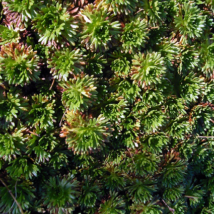 Photos Saxifraga arendsii - 