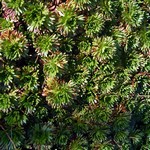 Foto Saxifraga arendsii - Sassifraga
