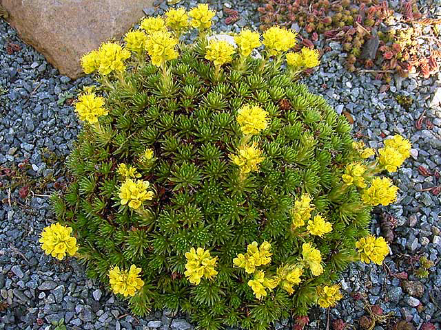Photos Saxifraga borisii - 