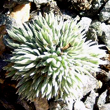 Photos Saxifraga burseriana - 