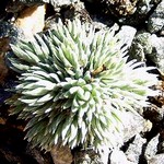 Photos Saxifraga burseriana