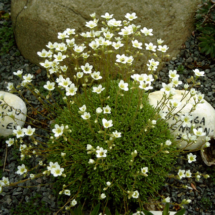 Photos Saxifraga cebennensis - 