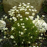 Photos Saxifraga cebennensis