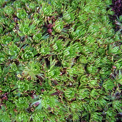 Photos Saxifraga cespitosa - 