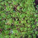 Photos Saxifraga cespitosa