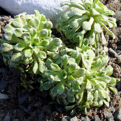 Photos Saxifraga cochlearis - 
