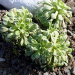 Photos Saxifraga cochlearis