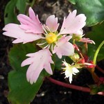 Photos Saxifraga cortusifolia var. fortunei