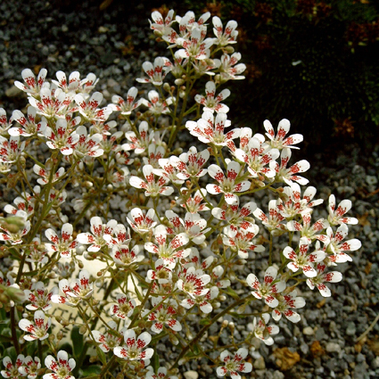 Photos Saxifraga Cotyledon-Hybride - 