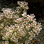 Photos Saxifraga Cotyledon-Hybride