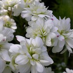 Photos Saxifraga graminifolia