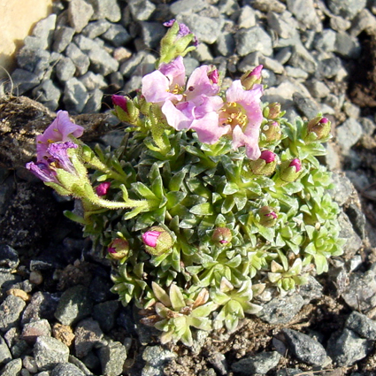 Photos Saxifraga � apiculata - 