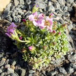 Photos Saxifraga � apiculata